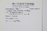 長葉鱗毛蕨藏品圖，第2張