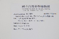 斜方複葉耳蕨藏品圖，第2張