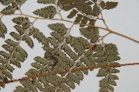 斜方複葉耳蕨藏品圖，第3張