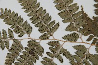 斜方複葉耳蕨藏品圖，第4張