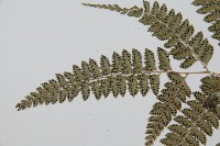 斜方複葉耳蕨藏品圖，第5張