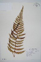 尖葉耳蕨藏品圖，第1張