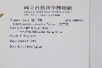 尖葉耳蕨藏品圖，第2張