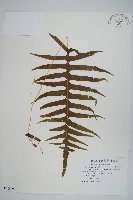 阿里山水龍骨藏品圖，第1張