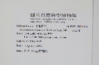 阿里山水龍骨藏品圖，第2張