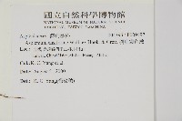 劍葉鐵角蕨、箭葉鐵角蕨藏品圖，第2張