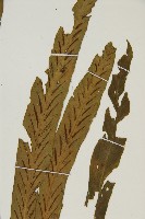 劍葉鐵角蕨、箭葉鐵角蕨藏品圖，第3張