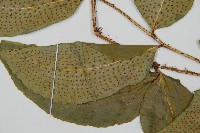 細齒貫眾蕨藏品圖，第3張