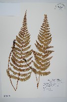 尖葉耳蕨藏品圖，第1張