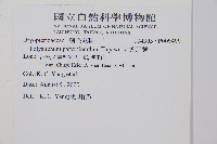 尖葉耳蕨藏品圖，第2張