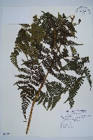 川上氏雙蓋蕨藏品圖，第1張