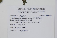 川上氏雙蓋蕨藏品圖，第2張