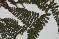 川上氏雙蓋蕨藏品圖，第3張