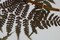 川上氏雙蓋蕨藏品圖，第4張