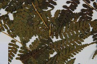 川上氏雙蓋蕨藏品圖，第5張