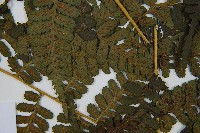 川上氏雙蓋蕨藏品圖，第6張