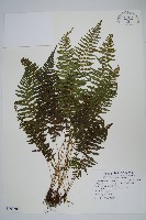 縮羽金星蕨藏品圖，第1張