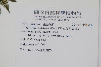 縮羽金星蕨藏品圖，第2張