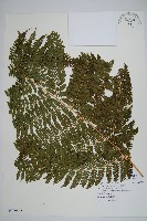 柄囊蕨藏品圖，第1張