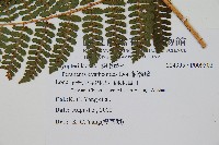 柄囊蕨藏品圖，第2張