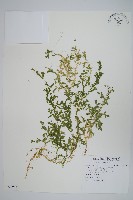 疏葉卷柏藏品圖，第1張