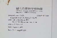 疏葉卷柏藏品圖，第2張