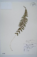 對生蹄蓋蕨藏品圖，第1張