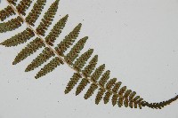 對生蹄蓋蕨藏品圖，第3張