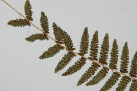 對生蹄蓋蕨藏品圖，第4張