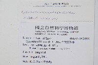 披針貫眾蕨藏品圖，第2張