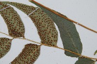 披針貫眾蕨藏品圖，第4張