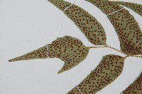 披針貫眾蕨藏品圖，第5張