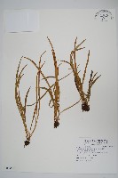 姬書帶蕨藏品圖，第1張