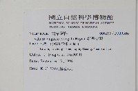 姬書帶蕨藏品圖，第2張