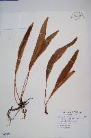 垂葉舌蕨藏品圖，第1張