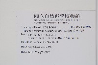 垂葉舌蕨藏品圖，第2張