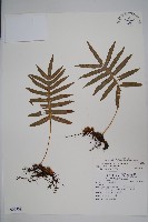 大葉玉山茀蕨藏品圖，第1張