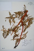 栗蕨藏品圖，第1張