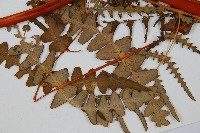 栗蕨藏品圖，第3張