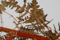 栗蕨藏品圖，第4張