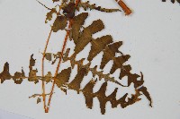 栗蕨藏品圖，第5張