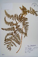 巒大蕨藏品圖，第1張