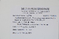 巒大蕨藏品圖，第2張