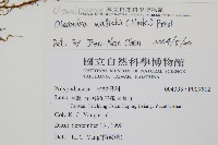 蓧蕨藏品圖，第2張