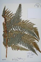 臺灣狗脊蕨藏品圖，第1張