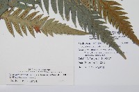 臺灣狗脊蕨藏品圖，第2張