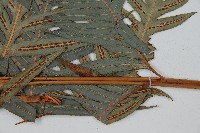 臺灣狗脊蕨藏品圖，第3張