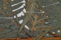 臺灣狗脊蕨藏品圖，第4張