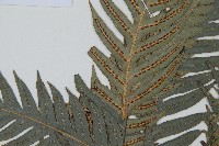 臺灣狗脊蕨藏品圖，第5張