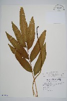 隱脈細柄雙蓋蕨藏品圖，第1張